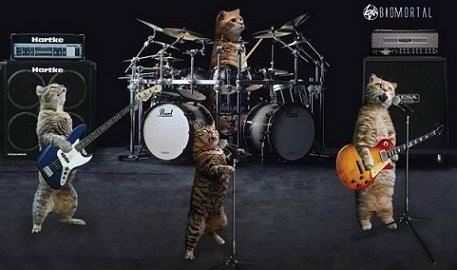 Rock Band are Cool Cats