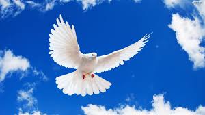 Dove of Peace